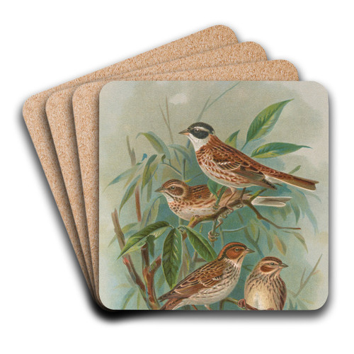Emberiza rustica Pall, Emberiza pusilla Pall by Johann Friedrich Naumann Art Drink Coaster set Emberiza rustica Pall, Emberiza pusilla Pall by Johann Friedrich Naumann Art Drink Coaster set