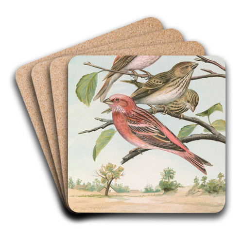 Carpodacus erythrinus (Pall.), Carpodacus roseus (Pall.) by Johann Friedrich Naumann Art Drink Coaster set Carpodacus erythrinus (Pall.), Carpodacus roseus (Pall.) by Johann Friedrich Naumann Art Drink Coaster set