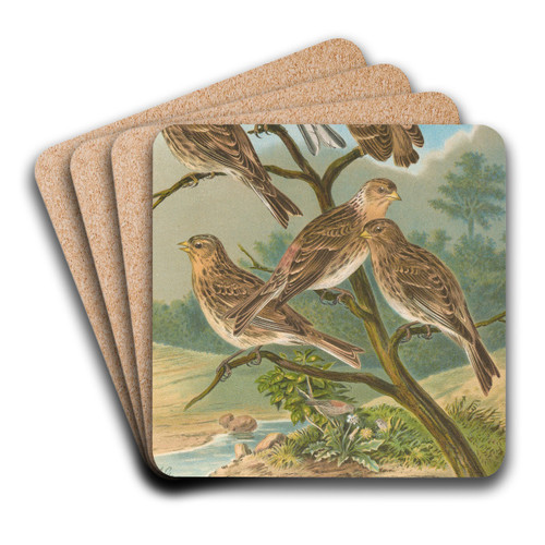 Acanthis cannabina, Acanthis flavirostris by Johann Friedrich Naumann Art Drink Coaster set Acanthis cannabina, Acanthis flavirostris by Johann Friedrich Naumann Art Drink Coaster set