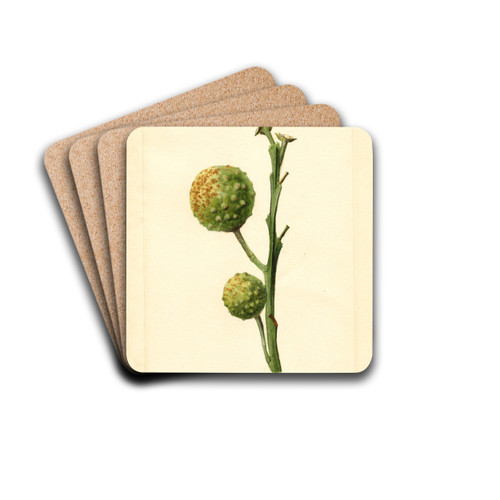 Citrus paradisi by James Marion Shull Drink Coasters - set of 4