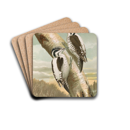 Picoides tridactylus by Johann Friedrich Naumann Drink Coasters - set of 4 Picoides tridactylus by Johann Friedrich Naumann Drink Coasters - set of 4