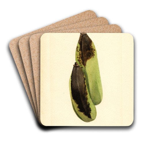 Musa by James Marion Shull Art Drink Coaster set