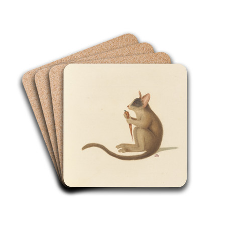 Le Galago by Jean-Baptiste Audebert Drink Coasters - set of 4