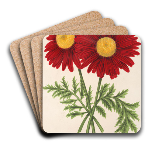 Pyrethrum Souvenir de Vandervinnen by Charles Antoine Lemaire Art Drink Coaster set