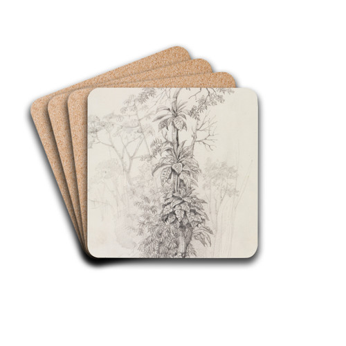 Baumstudie aus dem Urwald by Ferdinand Keller Drink Coasters - set of 4