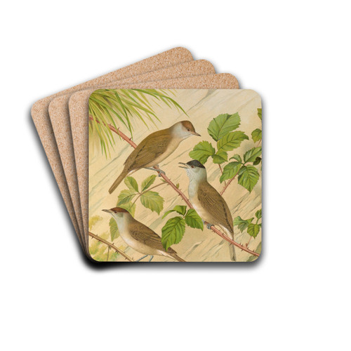 Sylvia atricapilla by Johann Friedrich Naumann Drink Coasters - set of 4 Sylvia atricapilla by Johann Friedrich Naumann Drink Coasters - set of 4