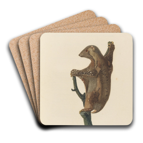 Le Galopithque varie by Jean-Baptiste Audebert Art Drink Coaster set