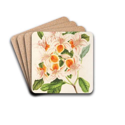 Azalea magnifica by Charles Antoine Lemaire Drink Coasters - set of 4