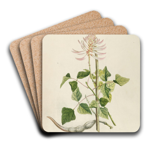 Corallodendron by Georg Dionysius Ehret Art Drink Coaster set