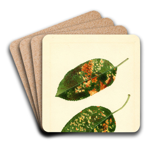 Malus domestica: Gravenstein by James Marion Shull Art Drink Coaster set