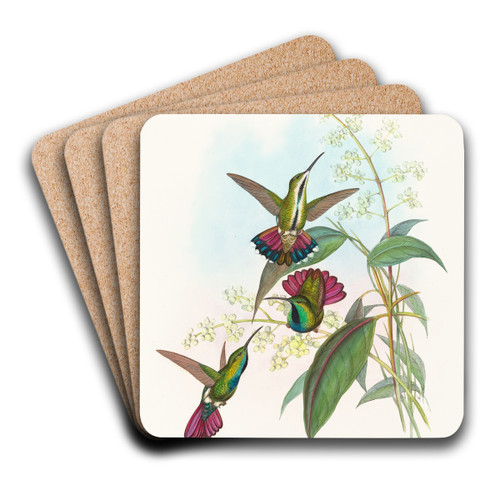 Lampornis prevosti by John Gould Art Drink Coaster set