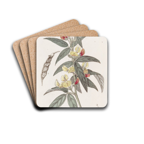 Two-coloured Pigeon Pea by Sydenham Edwards Drink Coasters - set of 4
