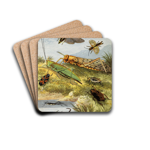 Rhyncota Orthoptera by William Houghton Drink Coasters - set of 4 Rhyncota Orthoptera by William Houghton Drink Coasters - set of 4