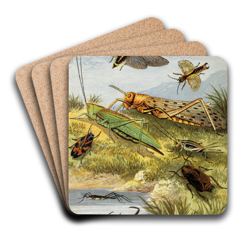 Rhyncota Orthoptera by William Houghton Art Drink Coaster set Rhyncota Orthoptera by William Houghton Art Drink Coaster set