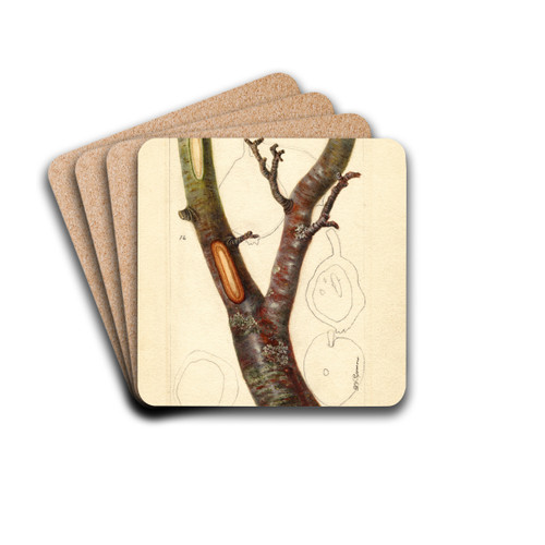 Pyrus communis: Howell by Deborah Griscom Passmore Drink Coasters - set of 4