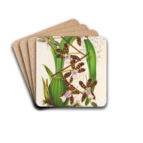 Odontoglossum Reichenheimii by Charles Antoine Lemaire Drink Coasters - set of 4