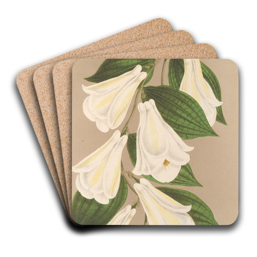 Lapageria rosea R. et.P. var. albiflora by Charles Antoine Lemaire Art Drink Coaster set