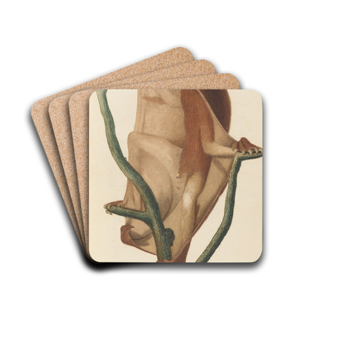 Le Galopithque roux by Jean-Baptiste Audebert Drink Coasters - set of 4
