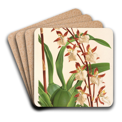 Odontoglossun Bietoniense by Charles Antoine Lemaire Art Drink Coaster set