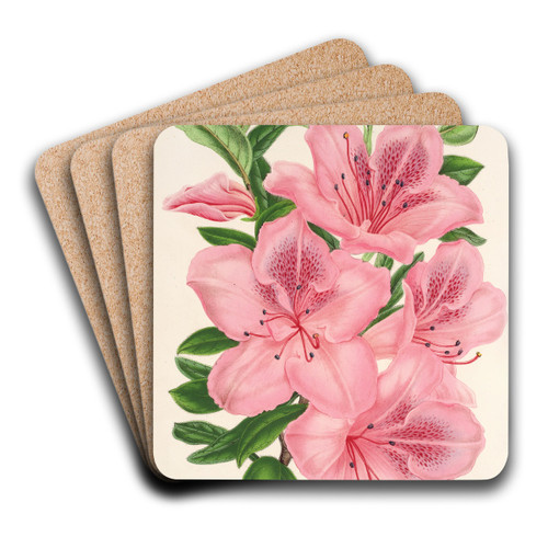 Azalea indica (hybrida) gigantiflora by Charles Antoine Lemaire Art Drink Coaster set