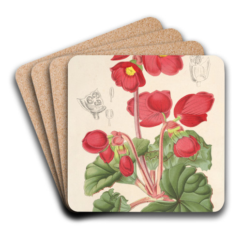 Begonia rosflora by Charles Antoine Lemaire Art Drink Coaster set