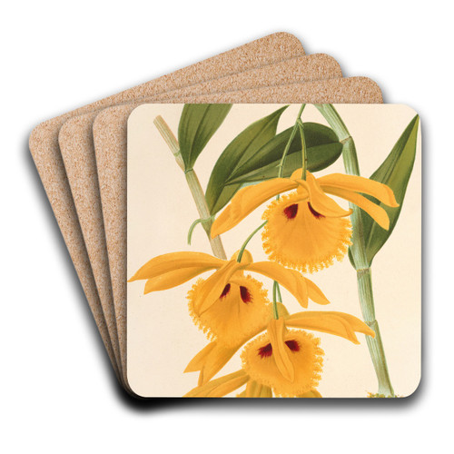 Dendrobium chrysotis by Charles Antoine Lemaire Art Drink Coaster set