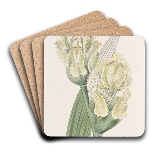 Imbricated Iris by Sydenham Edwards Art Drink Coaster set Imbricated Iris by Sydenham Edwards Art Drink Coaster set