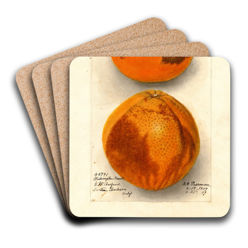 Citrus sinensis: Washington Navel by Deborah Griscom Passmore Art Drink Coaster set