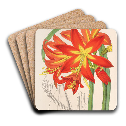 Habranthus fulgens by Charles Antoine Lemaire Art Drink Coaster set