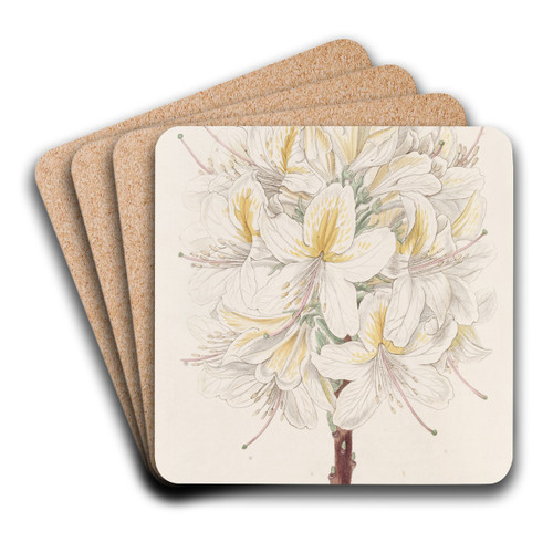Azalea Laetitiae by Sydenham Edwards Art Drink Coaster set