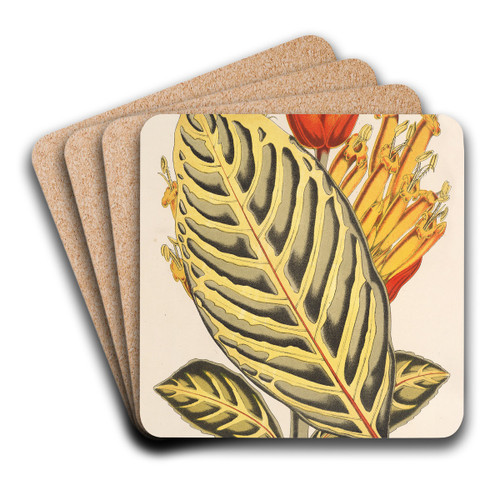 Sanchezia nobilis var. glaucophylla by Charles Antoine Lemaire Art Drink Coaster set