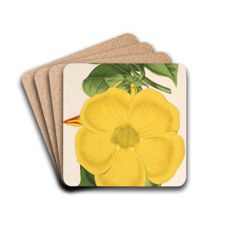 Allamanda nobilis by Charles Antoine Lemaire Drink Coasters - set of 4