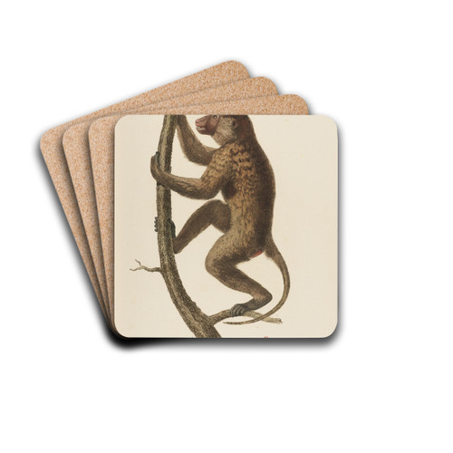 Le Papion, varit A by Jean-Baptiste Audebert Drink Coasters - set of 4