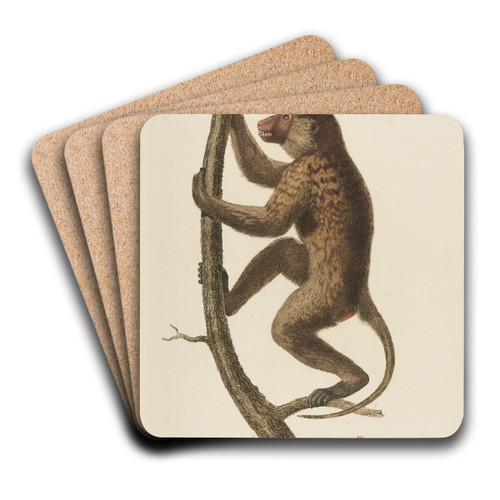 Le Papion, varit A by Jean-Baptiste Audebert Art Drink Coaster set