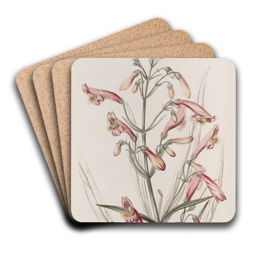 Flesh-coloured Bearded Pentstemon by Sydenham Edwards Art Drink Coaster set
