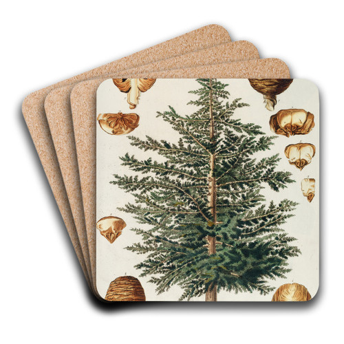 Cedrus III by Georg Dionysius Ehret Art Drink Coaster set