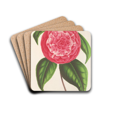 Camellia Petazzi by Charles Antoine Lemaire Drink Coasters - set of 4