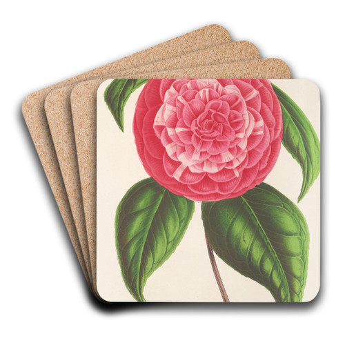 Camellia Petazzi by Charles Antoine Lemaire Art Drink Coaster set
