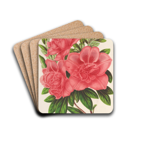 Azalea (indica, hybrida) William Bull by Charles Antoine Lemaire Drink Coasters - set of 4