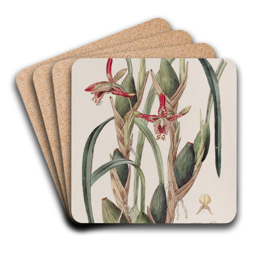Slender-leaved Maxillaria by Sydenham Edwards Art Drink Coaster set Slender-leaved Maxillaria by Sydenham Edwards Art Drink Coaster set