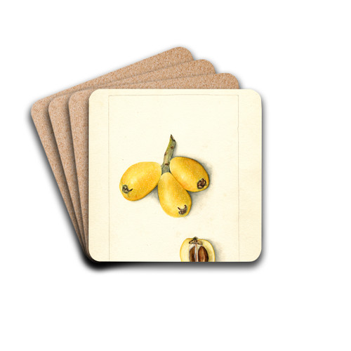 Eriobotrya japonica: Palermo by Bertha Heiges Drink Coasters - set of 4