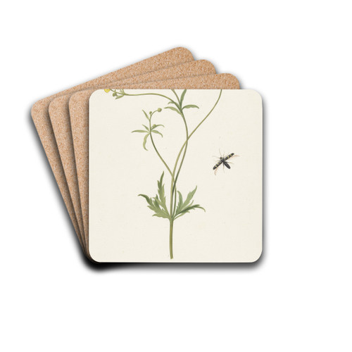 Dubbele gele ranonkel en insekt by Pieter Withoos Drink Coasters - set of 4 Dubbele gele ranonkel en insekt by Pieter Withoos Drink Coasters - set of 4