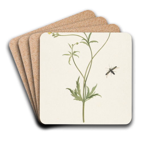 Dubbele gele ranonkel en insekt by Pieter Withoos Art Drink Coaster set Dubbele gele ranonkel en insekt by Pieter Withoos Art Drink Coaster set