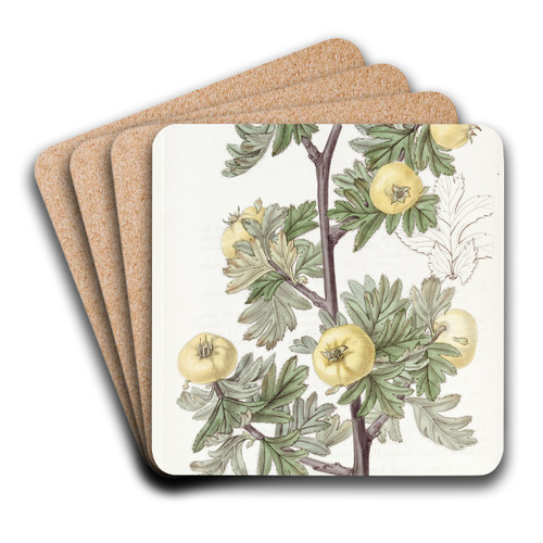 Tansy-leaved Hawthorn by Sydenham Edwards Art Drink Coaster set Tansy-leaved Hawthorn by Sydenham Edwards Art Drink Coaster set