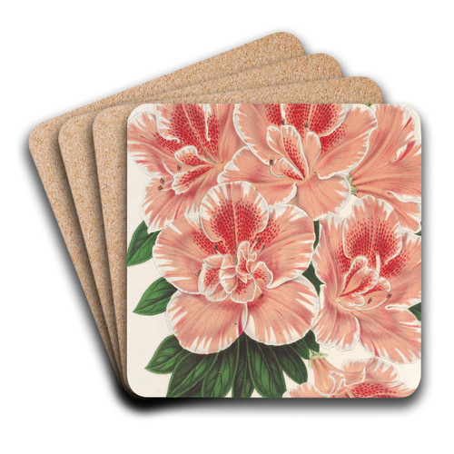 Azalea indica by Charles Antoine Lemaire Art Drink Coaster set