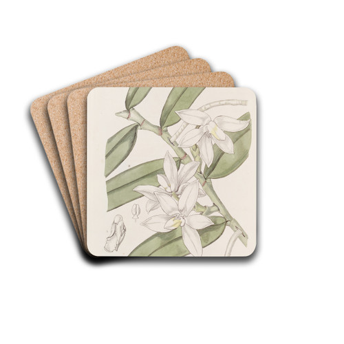 The slippered Fleshlip by Sydenham Edwards Drink Coasters - set of 4