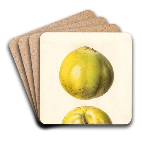 Cydonia oblonga: Cydonia oblonga by Royal Charles Steadman Art Drink Coaster set