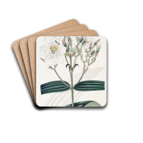 White-flowered Nipal Osbeckia by Sydenham Edwards Drink Coasters - set of 4 White-flowered Nipal Osbeckia by Sydenham Edwards Drink Coasters - set of 4