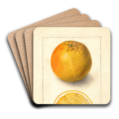 Citrus sinensis: Conners Seedling by Deborah Griscom Passmore Art Drink Coaster set