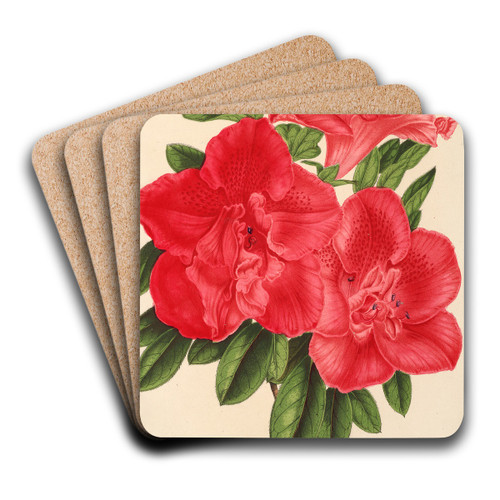 Azalea Monsieur Warocqu by Charles Antoine Lemaire Art Drink Coaster set
